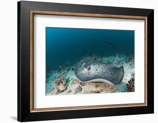 Black-Spotted Stingray-Reinhard Dirscherl-Framed Photographic Print