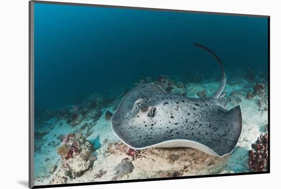 Black-Spotted Stingray-Reinhard Dirscherl-Mounted Photographic Print