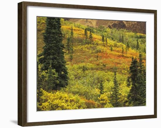 Black Spruce, Bearberry and Blueberry Bushes, Denali National Park, Alaska, USA-Stuart Westmoreland-Framed Photographic Print