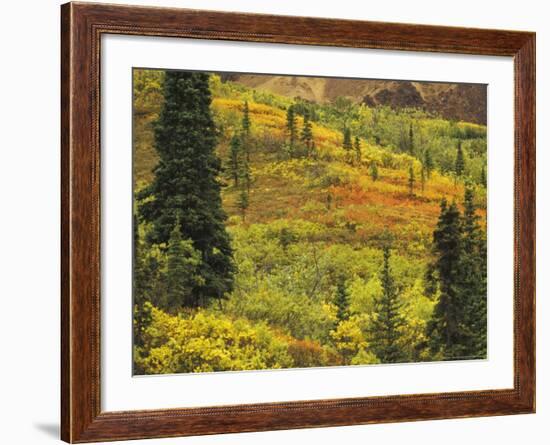 Black Spruce, Bearberry and Blueberry Bushes, Denali National Park, Alaska, USA-Stuart Westmoreland-Framed Photographic Print