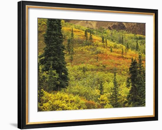 Black Spruce, Bearberry and Blueberry Bushes, Denali National Park, Alaska, USA-Stuart Westmoreland-Framed Photographic Print