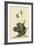 Black Squirrel-Mark Catesby-Framed Art Print