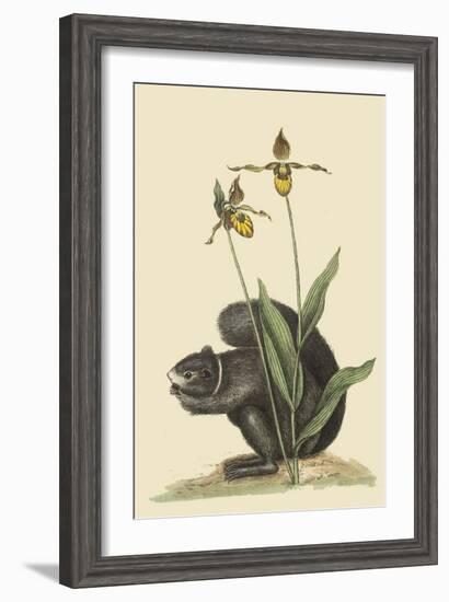 Black Squirrel-Mark Catesby-Framed Art Print