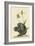 Black Squirrel-Mark Catesby-Framed Art Print