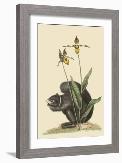 Black Squirrel-Mark Catesby-Framed Art Print