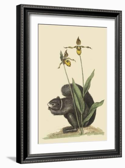 Black Squirrel-Mark Catesby-Framed Art Print