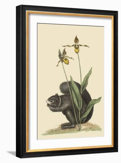 Black Squirrel-Mark Catesby-Framed Art Print