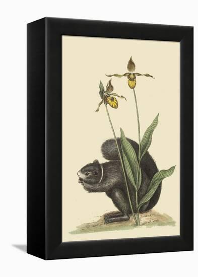 Black Squirrel-Mark Catesby-Framed Stretched Canvas