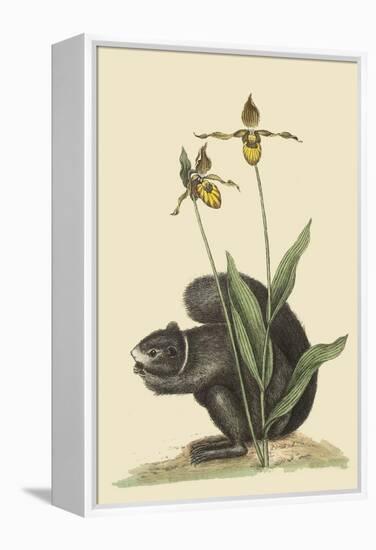 Black Squirrel-Mark Catesby-Framed Stretched Canvas