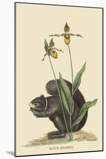 Black Squirrel-Mark Catesby-Mounted Art Print