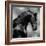 Black Stallion on Silver-Martin Rose-Framed Art Print