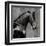 Black Stallion-Martin Rose-Framed Art Print