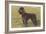 Black Standard Poodle on Grass-null-Framed Art Print