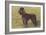Black Standard Poodle on Grass-null-Framed Art Print
