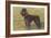 Black Standard Poodle on Grass-null-Framed Art Print