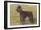 Black Standard Poodle on Grass-null-Framed Art Print