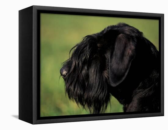 Black Standard Schnauzer Profile-Adriano Bacchella-Framed Premier Image Canvas