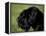Black Standard Schnauzer Profile-Adriano Bacchella-Framed Premier Image Canvas