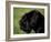 Black Standard Schnauzer Profile-Adriano Bacchella-Framed Photographic Print