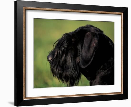 Black Standard Schnauzer Profile-Adriano Bacchella-Framed Photographic Print