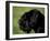 Black Standard Schnauzer Profile-Adriano Bacchella-Framed Photographic Print