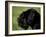 Black Standard Schnauzer Profile-Adriano Bacchella-Framed Photographic Print