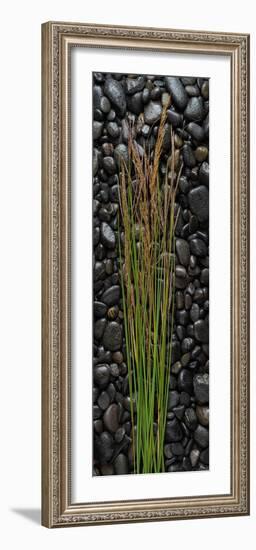 Black Stones And Grasses-Steve Gadomski-Framed Photographic Print