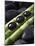 Black Stones on Bamboo-Uwe Merkel-Mounted Photographic Print