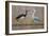 Black Stork and Grey Heron - Dance-Staffan Widstrand-Framed Giclee Print