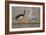 Black Stork and Grey Heron - Dance-Staffan Widstrand-Framed Giclee Print