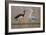 Black Stork and Grey Heron - Dance-Staffan Widstrand-Framed Giclee Print