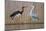 Black Stork and Grey Heron - Dance-Staffan Widstrand-Mounted Giclee Print
