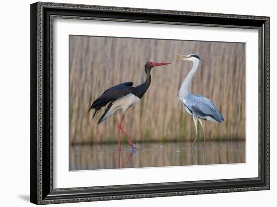 Black Stork and Grey Heron - Dance-Staffan Widstrand-Framed Giclee Print