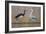 Black Stork and Grey Heron - Dance-Staffan Widstrand-Framed Giclee Print