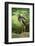 Black stork, Ciconia nigra, close-up, the Bavarian Forest-David & Micha Sheldon-Framed Photographic Print