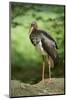 Black stork, Ciconia nigra, close-up, the Bavarian Forest-David & Micha Sheldon-Mounted Photographic Print