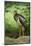 Black stork, Ciconia nigra, close-up, the Bavarian Forest-David & Micha Sheldon-Mounted Photographic Print
