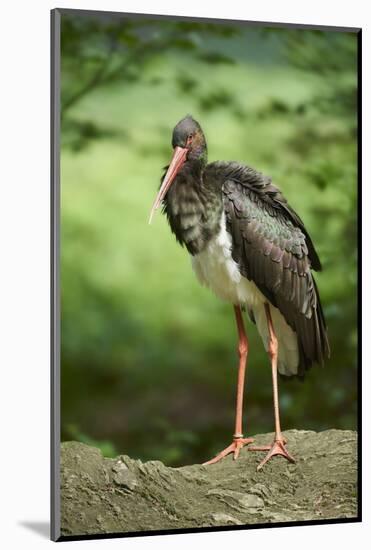 Black stork, Ciconia nigra, close-up, the Bavarian Forest-David & Micha Sheldon-Mounted Photographic Print