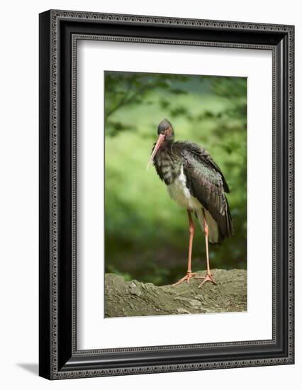 Black stork, Ciconia nigra, close-up, the Bavarian Forest-David & Micha Sheldon-Framed Photographic Print