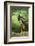 Black stork, Ciconia nigra, close-up, the Bavarian Forest-David & Micha Sheldon-Framed Photographic Print