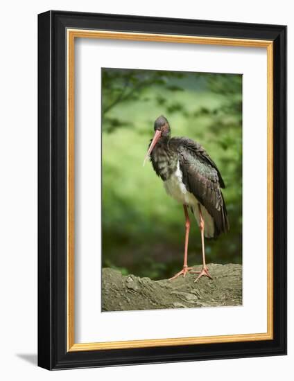 Black stork, Ciconia nigra, close-up, the Bavarian Forest-David & Micha Sheldon-Framed Photographic Print