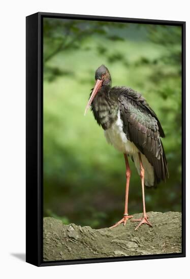 Black stork, Ciconia nigra, close-up, the Bavarian Forest-David & Micha Sheldon-Framed Stretched Canvas