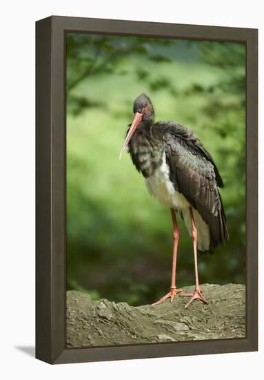 Black stork, Ciconia nigra, close-up, the Bavarian Forest-David & Micha Sheldon-Framed Premier Image Canvas