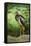 Black stork, Ciconia nigra, close-up, the Bavarian Forest-David & Micha Sheldon-Framed Premier Image Canvas