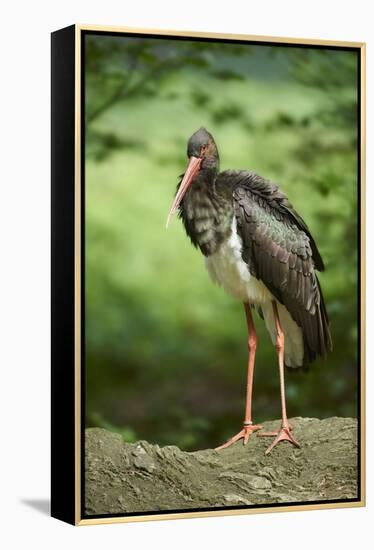 Black stork, Ciconia nigra, close-up, the Bavarian Forest-David & Micha Sheldon-Framed Premier Image Canvas