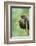 Black stork, Ciconia nigra, close-up, the Bavarian Forest-David & Micha Sheldon-Framed Photographic Print