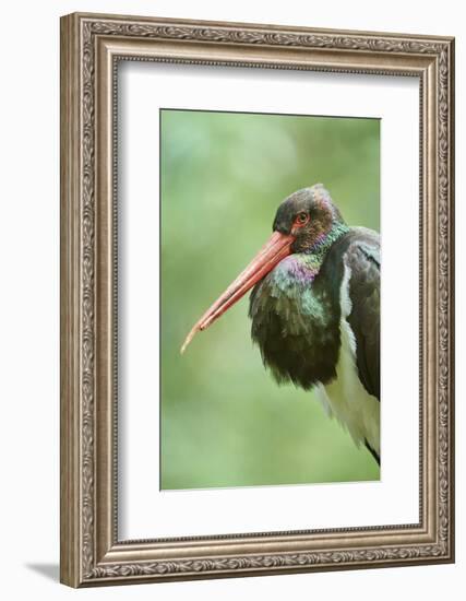 Black stork, Ciconia nigra, close-up, the Bavarian Forest-David & Micha Sheldon-Framed Photographic Print