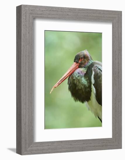 Black stork, Ciconia nigra, close-up, the Bavarian Forest-David & Micha Sheldon-Framed Photographic Print