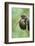 Black stork, Ciconia nigra, close-up, the Bavarian Forest-David & Micha Sheldon-Framed Photographic Print