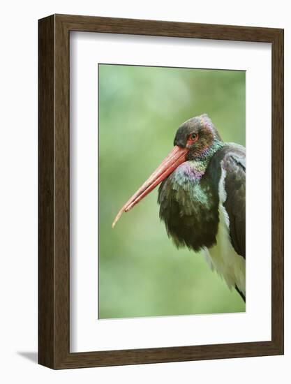 Black stork, Ciconia nigra, close-up, the Bavarian Forest-David & Micha Sheldon-Framed Photographic Print